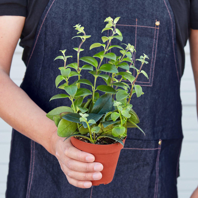 Load image into Gallery viewer, Lipstick Plant
