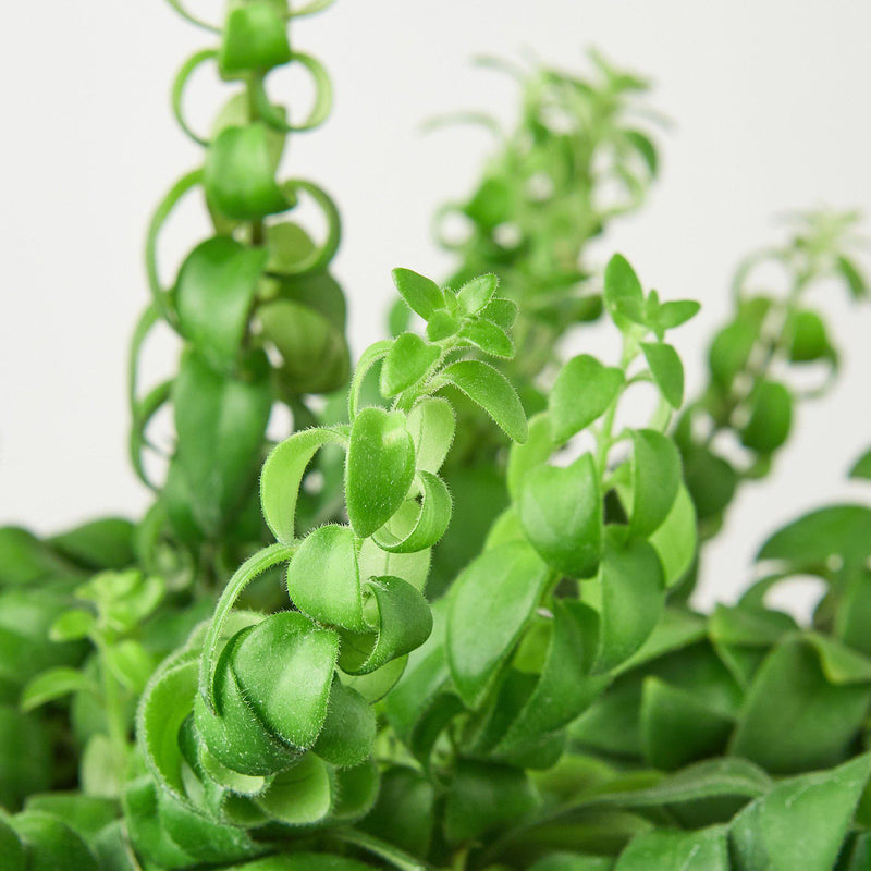 Load image into Gallery viewer, Curly Lipstick Plant
