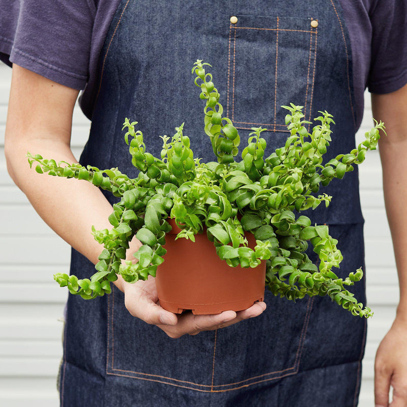 Load image into Gallery viewer, Curly Lipstick Plant
