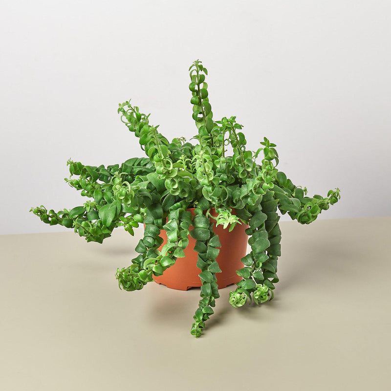 Load image into Gallery viewer, Curly Lipstick Plant

