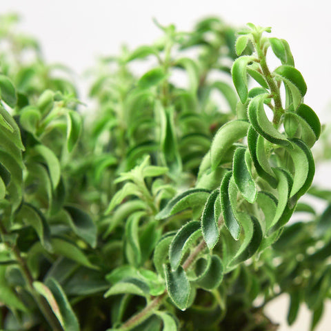 Curly Lipstick Plant, additional product view 2