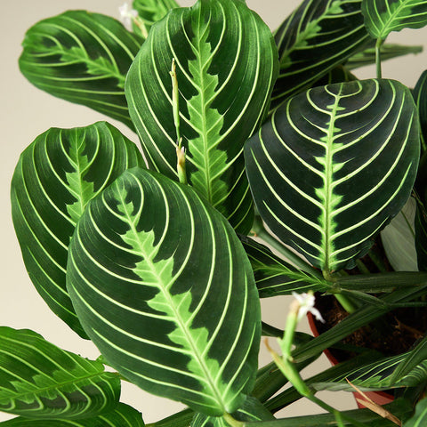 Maranta 'Lemon Lime', detail view