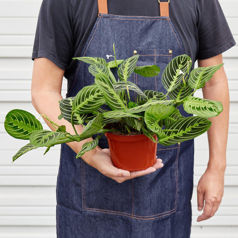 Load image into Gallery viewer, Maranta 'Lemon Lime'

