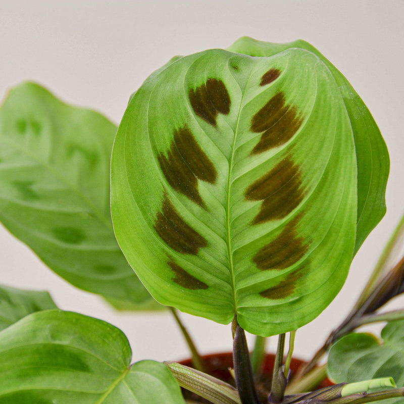Load image into Gallery viewer, Maranta Leuconeura
