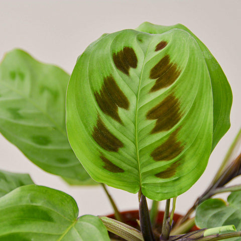 Maranta Leuconeura, additional product view 2