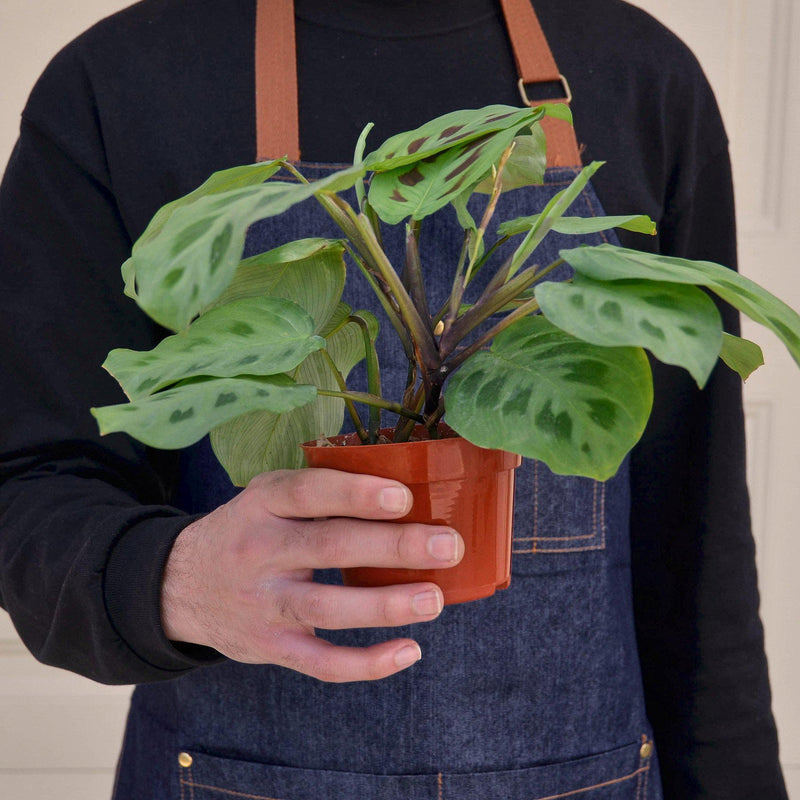 Load image into Gallery viewer, Maranta Leuconeura
