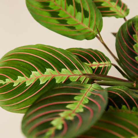 Maranta 'Red Prayer', additional product view 2