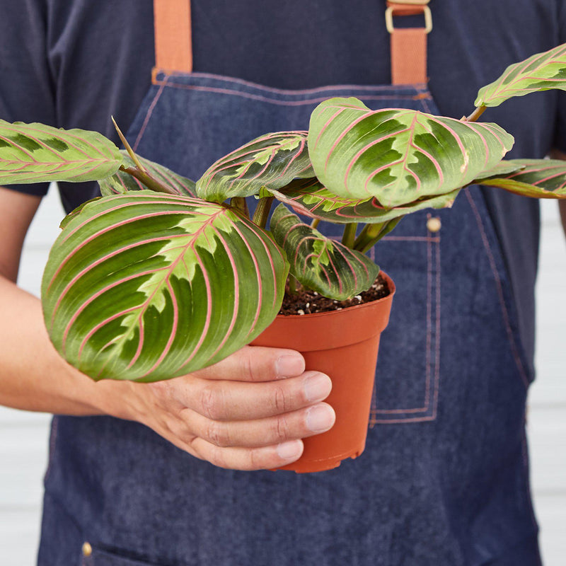 Load image into Gallery viewer, Maranta 'Red Prayer'

