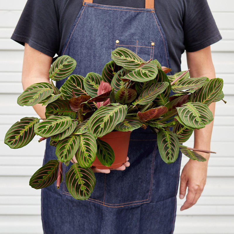 Load image into Gallery viewer, Maranta 'Red Prayer'
