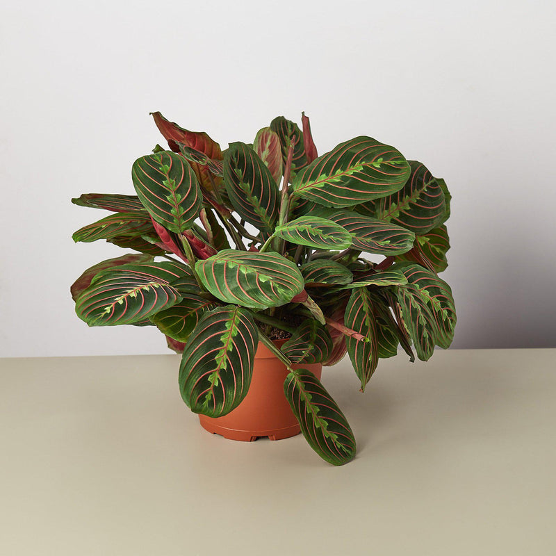 Load image into Gallery viewer, Maranta 'Red Prayer'
