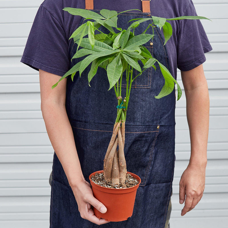 Load image into Gallery viewer, Money Tree 'Guiana Chestnut' Pachira Braid
