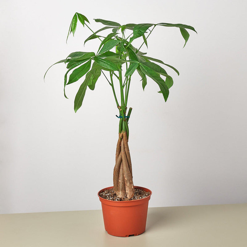 Load image into Gallery viewer, Money Tree 'Guiana Chestnut' Pachira Braid
