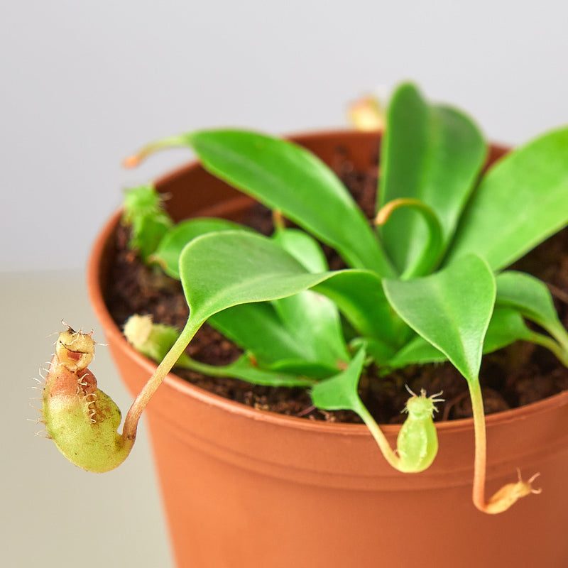 Load image into Gallery viewer, Carnivorous 'Monkey Cup' Plant
