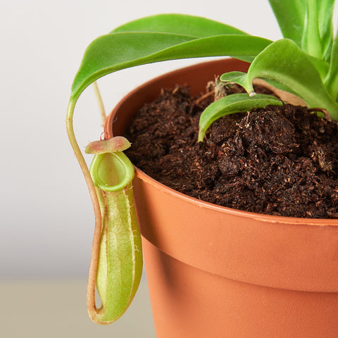Carnivorous 'Monkey Cup' Plant, detail view