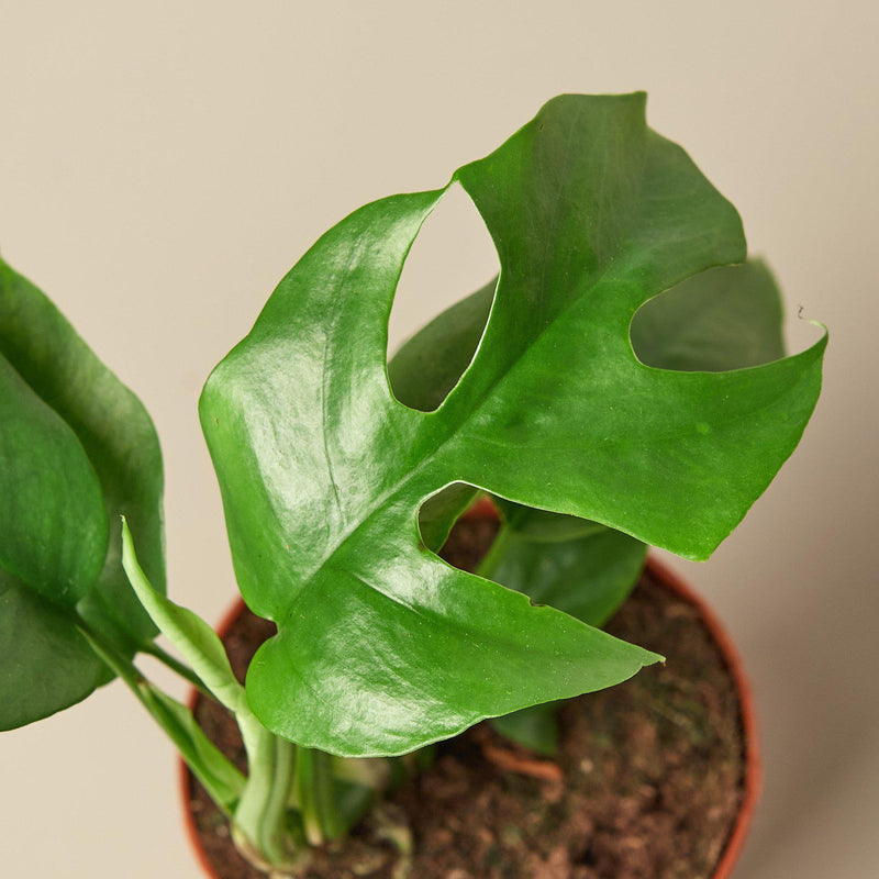 Load image into Gallery viewer, Philodendron Mini Monstera Minima
