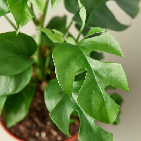 Philodendron Mini Monstera Minima, detail view