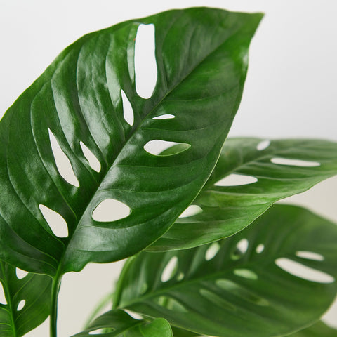 Monstera Adansonii 'Swiss Cheese', detail view