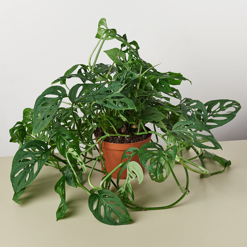 Load image into Gallery viewer, Monstera Adansonii 'Swiss Cheese'
