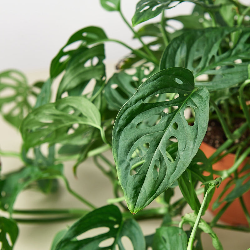 Load image into Gallery viewer, Monstera Adansonii 'Swiss Cheese'
