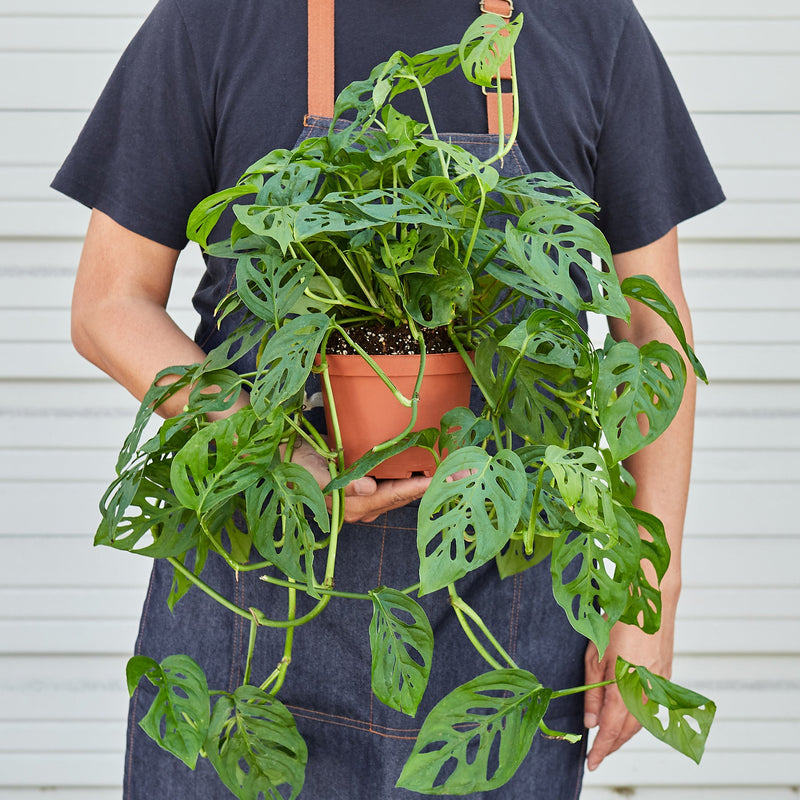 Load image into Gallery viewer, Monstera Adansonii 'Swiss Cheese'
