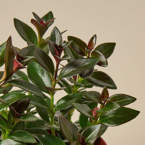 Nematanthus Black Goldfish Plant, additional product view 2