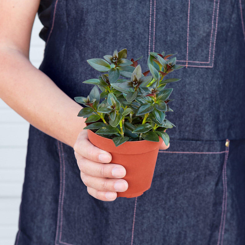 Load image into Gallery viewer, Nematanthus Black Goldfish Plant

