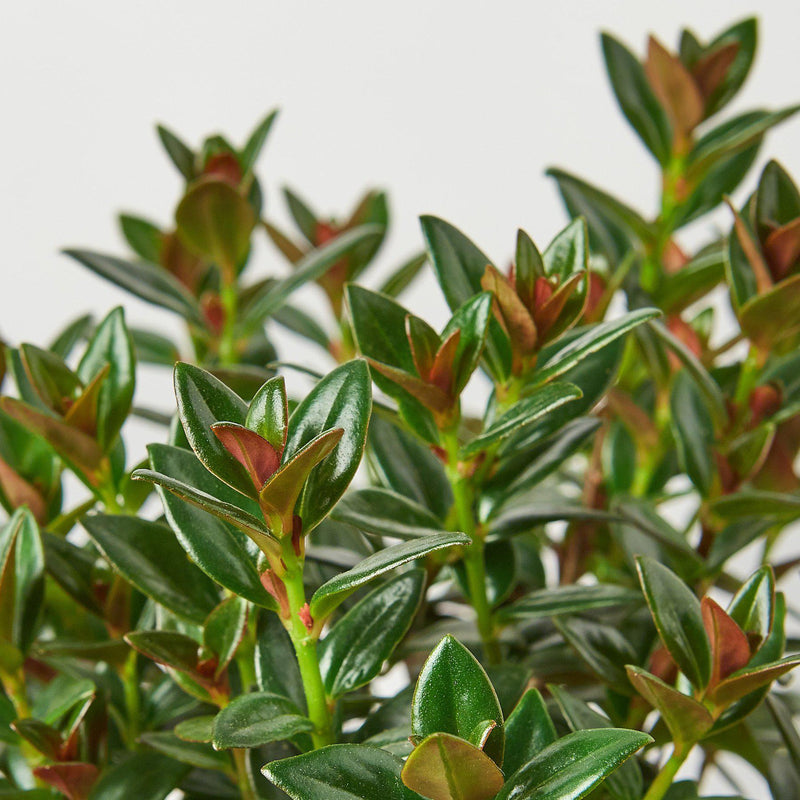 Load image into Gallery viewer, Nematanthus Black Goldfish Plant
