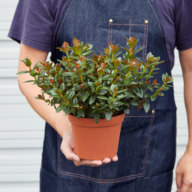Load image into Gallery viewer, Nematanthus Black Goldfish Plant
