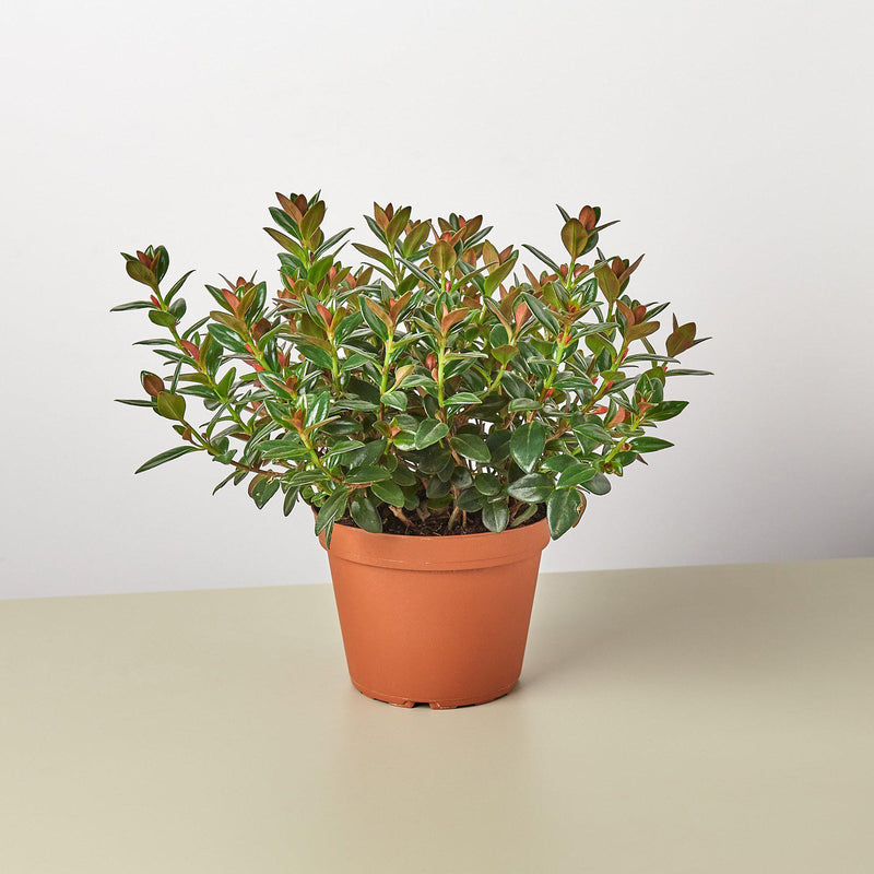 Load image into Gallery viewer, Nematanthus Black Goldfish Plant
