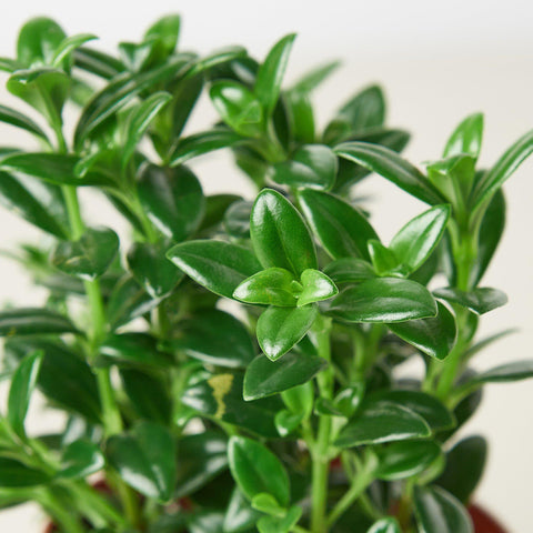 Nematanthus Candy Corn Plant 'Brazilian Firecracker', detail view