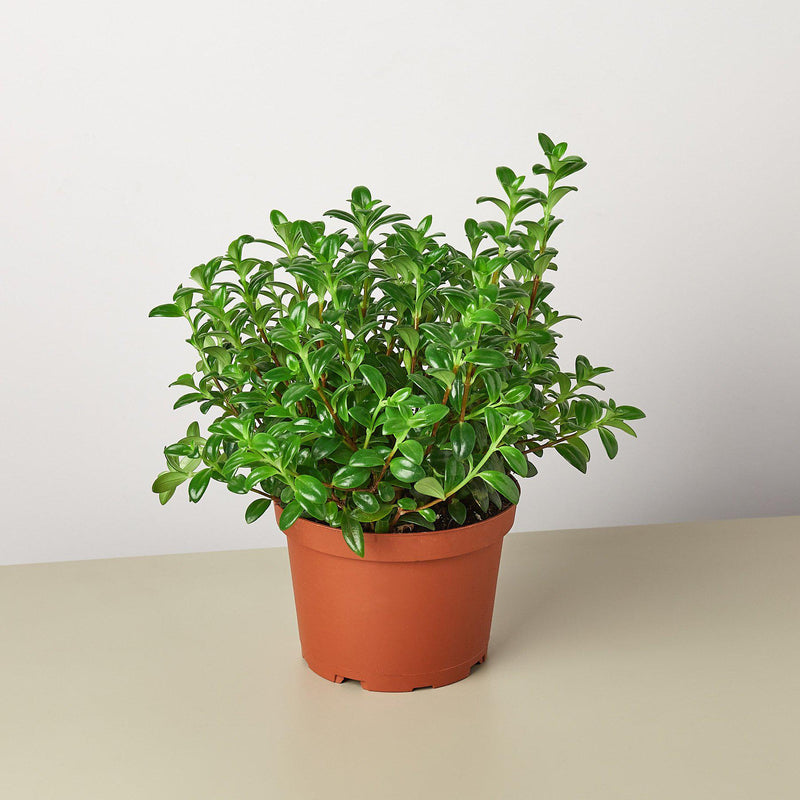 Load image into Gallery viewer, Nematanthus Candy Corn Plant 'Brazilian Firecracker'
