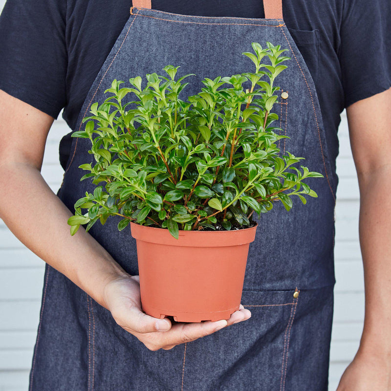 Load image into Gallery viewer, Nematanthus Candy Corn Plant 'Brazilian Firecracker'
