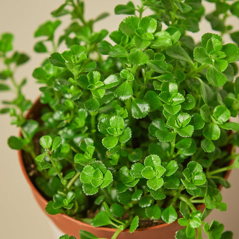Nettle 'Baby's Tear', additional product view 2