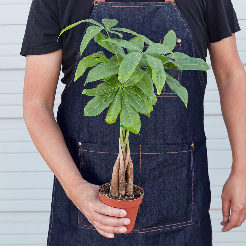 Load image into Gallery viewer, Money Tree 'Guiana Chestnut' Pachira Braid
