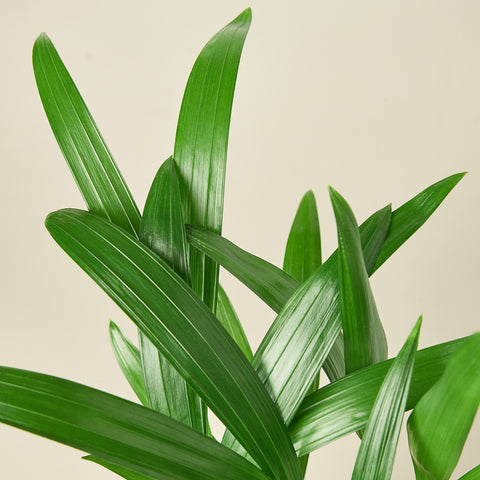Areca Palm, detail view