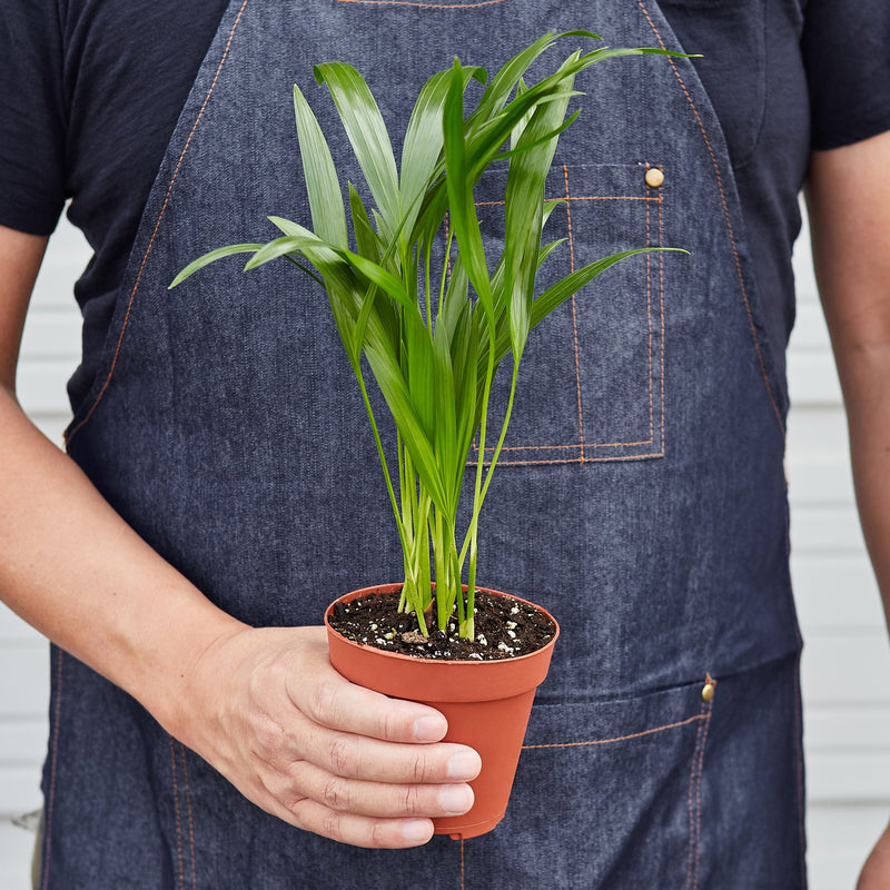 Load image into Gallery viewer, Areca Palm
