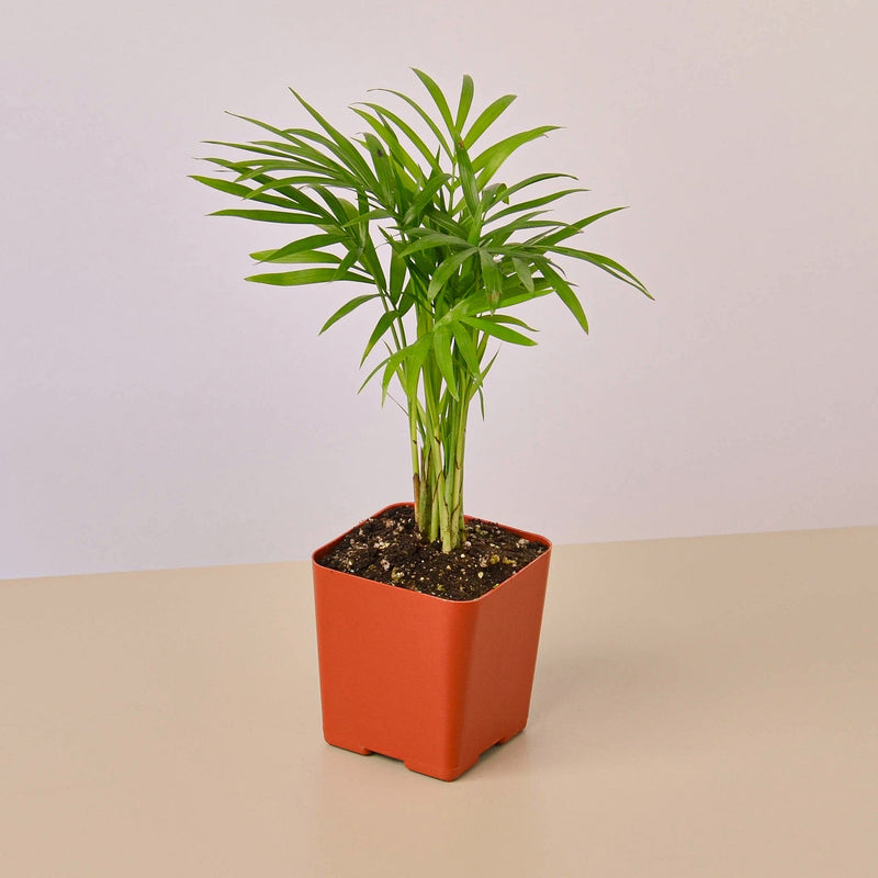 Load image into Gallery viewer, 3" Tropical Plant Variety Bundle
