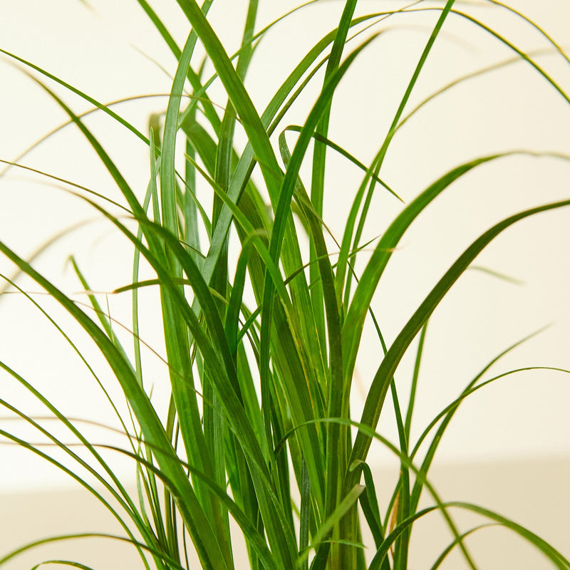 Load image into Gallery viewer, Palm Ponytail
