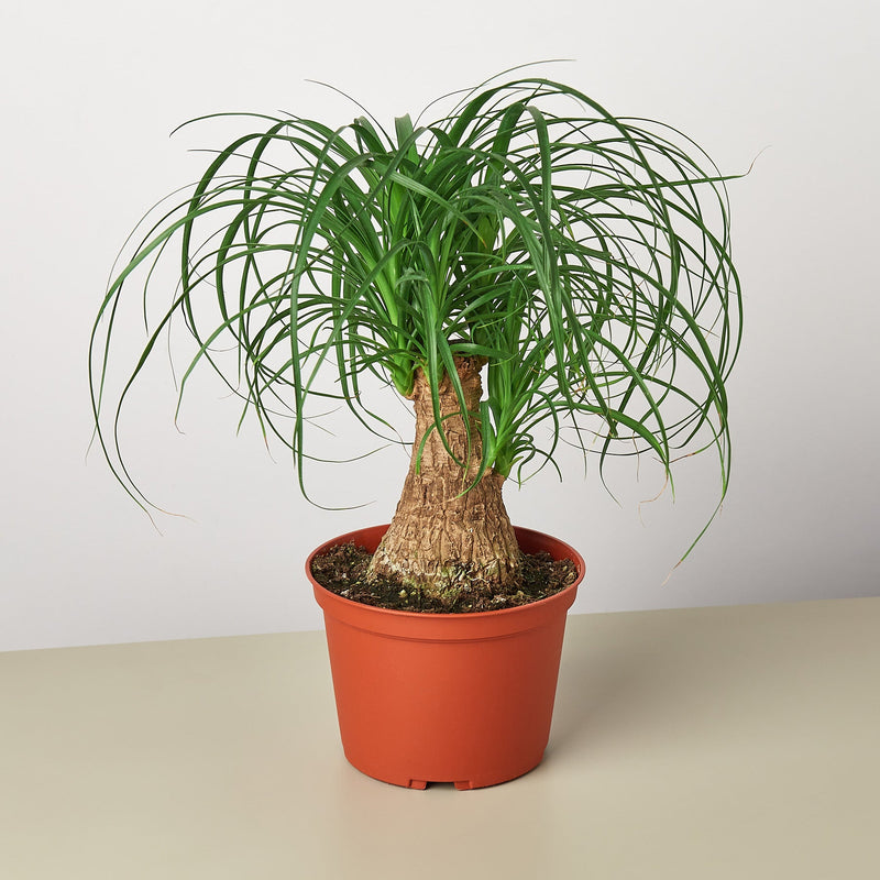 Load image into Gallery viewer, Palm Ponytail
