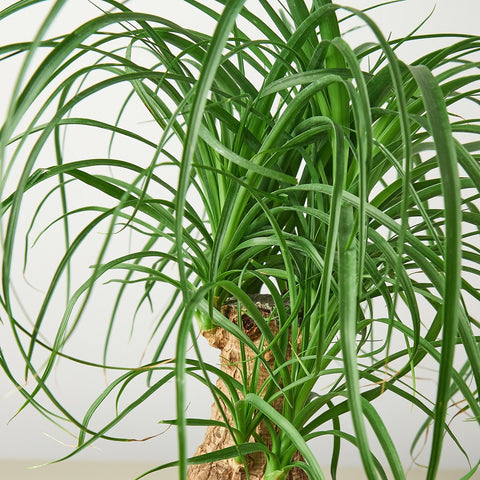 Palm Ponytail, detail view