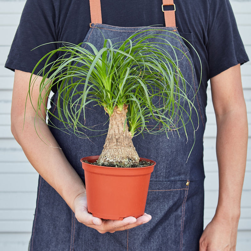 Load image into Gallery viewer, Palm Ponytail
