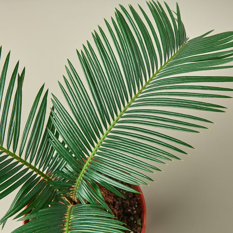 Load image into Gallery viewer, Sago Palm
