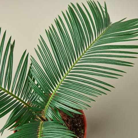 Sago Palm, detail view