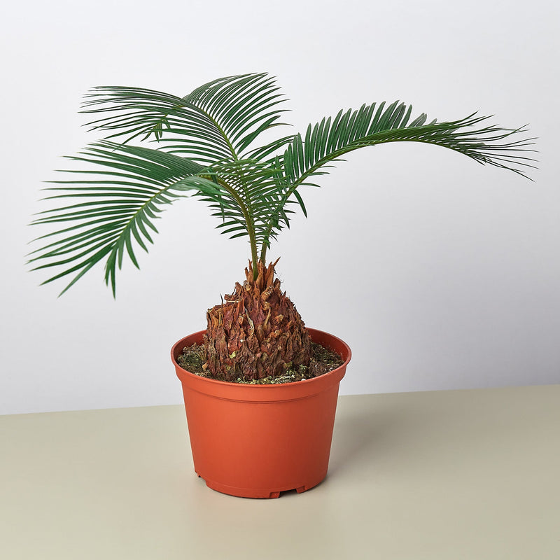 Load image into Gallery viewer, Sago Palm
