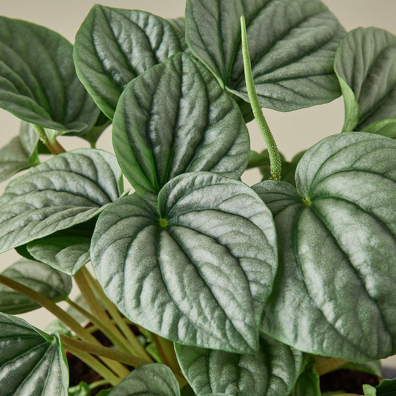 Load image into Gallery viewer, Peperomia 'Frost

