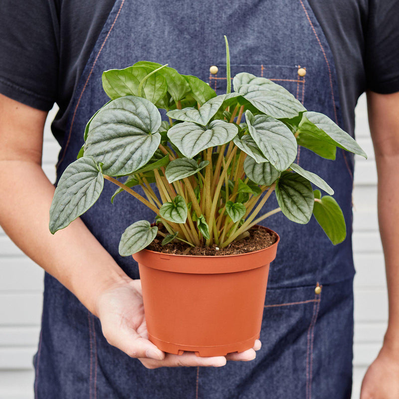 Load image into Gallery viewer, Peperomia 'Frost
