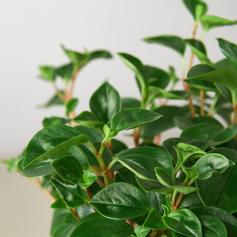 Load image into Gallery viewer, Peperomia 'Glabella'
