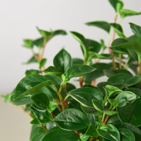 Peperomia 'Glabella', detail view