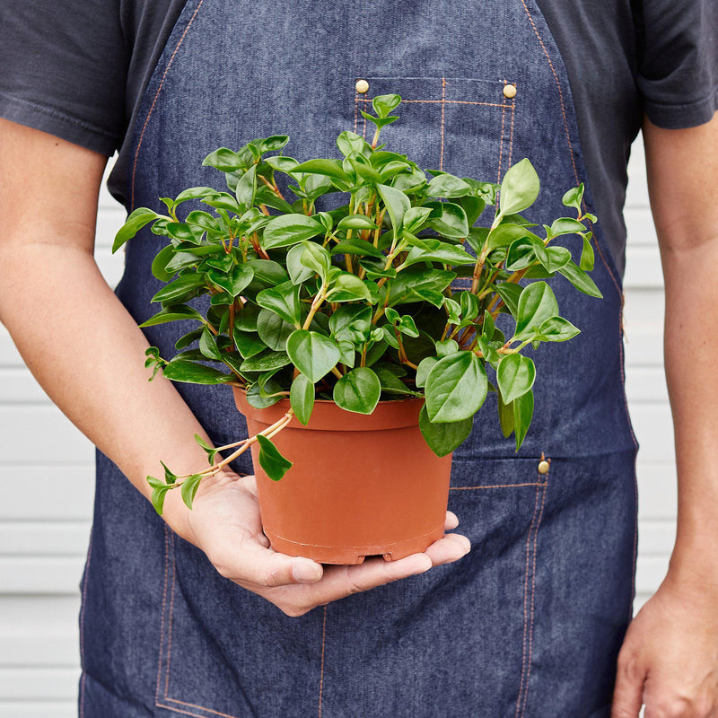Load image into Gallery viewer, Peperomia 'Glabella'
