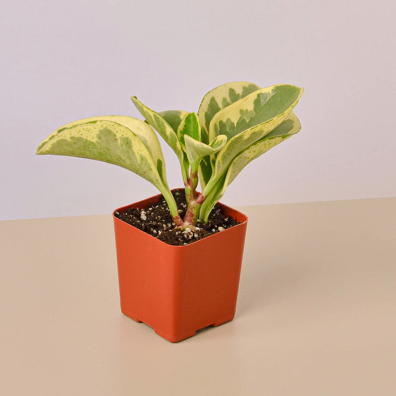 Load image into Gallery viewer, 3" Tropical Plant Variety Bundle
